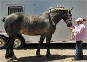 Percheron Horse