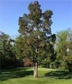 Eastern CEdar