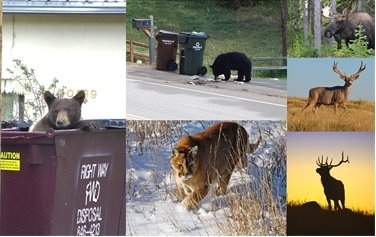 Living with Wildlife Open House