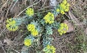 Myrtle Spurge Class A Noxious Weed