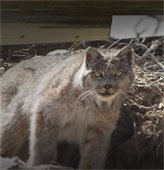 Canada Lynx